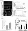 Fig. 13 - INTESTINE-CHIP: DIFFERENTIAL GENE EXPRESSION MODEL
