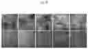 Fig. 24 - INTESTINE-CHIP: DIFFERENTIAL GENE EXPRESSION MODEL