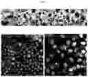 Fig. 27 - INTESTINE-CHIP: DIFFERENTIAL GENE EXPRESSION MODEL