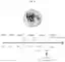 Fig. 40 - INTESTINE-CHIP: DIFFERENTIAL GENE EXPRESSION MODEL