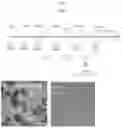 Fig. 41 - INTESTINE-CHIP: DIFFERENTIAL GENE EXPRESSION MODEL