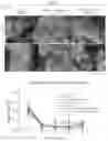 Fig. 89 - INTESTINE-CHIP: DIFFERENTIAL GENE EXPRESSION MODEL