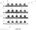 Fig. 05 - Microfluidic platform for the rapid production of organoids/spheroids for compound screening