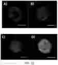 Fig. 18 - Microfluidic platform for the rapid production of organoids/spheroids for compound screening