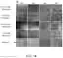 Fig. 20 - Microfluidic platform for the rapid production of organoids/spheroids for compound screening