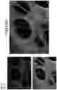 Fig. 03 - L-glass: a novel functionalization method for covalently attaching ECM protein to optical glass
