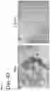 Fig. 05 - L-glass: a novel functionalization method for covalently attaching ECM protein to optical glass