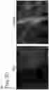 Fig. 06 - L-glass: a novel functionalization method for covalently attaching ECM protein to optical glass