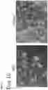 Fig. 08 - L-glass: a novel functionalization method for covalently attaching ECM protein to optical glass