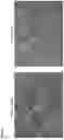 Fig. 13 - L-glass: a novel functionalization method for covalently attaching ECM protein to optical glass