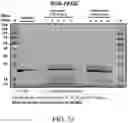 Fig. 31 - SYSTEMS AND METHODS FOR MANUFACTURING BIOLOGICALLY-PRODUCED PRODUCTS