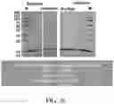 Fig. 33 - SYSTEMS AND METHODS FOR MANUFACTURING BIOLOGICALLY-PRODUCED PRODUCTS