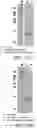 Fig. 41 - SYSTEMS AND METHODS FOR MANUFACTURING BIOLOGICALLY-PRODUCED PRODUCTS