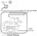 Fig. 01 - Expression of functional bacterial type I fatty acid synthase in photosynthetic hosts