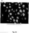 Fig. 06 - Cell-support matrix having narrowly defined uniformly vertically and non-randomly organized porosity and pore density and a method for preparation thereof
