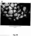 Fig. 07 - Cell-support matrix having narrowly defined uniformly vertically and non-randomly organized porosity and pore density and a method for preparation thereof
