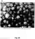 Fig. 10 - Cell-support matrix having narrowly defined uniformly vertically and non-randomly organized porosity and pore density and a method for preparation thereof