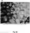 Fig. 11 - Cell-support matrix having narrowly defined uniformly vertically and non-randomly organized porosity and pore density and a method for preparation thereof