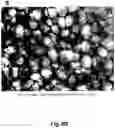 Fig. 14 - Cell-support matrix having narrowly defined uniformly vertically and non-randomly organized porosity and pore density and a method for preparation thereof