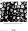 Fig. 15 - Cell-support matrix having narrowly defined uniformly vertically and non-randomly organized porosity and pore density and a method for preparation thereof