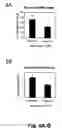 Fig. 17 - Cell-support matrix having narrowly defined uniformly vertically and non-randomly organized porosity and pore density and a method for preparation thereof