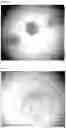 Fig. 04 - METHOD FOR REMOVAL OF YOLK