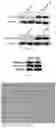 Fig. 03 - Dual chimeric antigen receptor-t cell which can be regulated, construction method therefor and use thereof