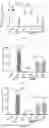 Fig. 11 - Dual chimeric antigen receptor-t cell which can be regulated, construction method therefor and use thereof