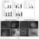 Fig. 03 - METHOD FOR PREPARING HETEROGENEOUS HEMATOPOIETIC STEM AND PROGENITOR CELLS USING NON-MOBILIZED PERIPHERAL BLOOD