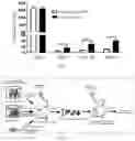 Fig. 04 - METHOD FOR PREPARING HETEROGENEOUS HEMATOPOIETIC STEM AND PROGENITOR CELLS USING NON-MOBILIZED PERIPHERAL BLOOD