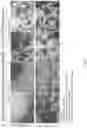 Fig. 04 - Direct effect of extracted BMP on Mesenchymal Stem Cell Differentiation for use in a Culture Medium, Diagnostic Assay, and Adjunct or Stand-Alone Pharmaceutical Treatment