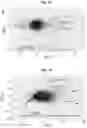 Fig. 05 - COMPOSITIONS AND METHODS FOR ENHANCING MATURATION STATES OF HEALTHY AND DISEASED CARDIOMYOCYTES