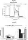 Fig. 24 - COMPOSITIONS AND METHODS FOR ENHANCING MATURATION STATES OF HEALTHY AND DISEASED CARDIOMYOCYTES