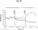 Fig. 26 - COMPOSITIONS AND METHODS FOR ENHANCING MATURATION STATES OF HEALTHY AND DISEASED CARDIOMYOCYTES