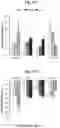 Fig. 31 - COMPOSITIONS AND METHODS FOR ENHANCING MATURATION STATES OF HEALTHY AND DISEASED CARDIOMYOCYTES