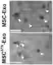 Fig. 01 - PREPARATION METHOD OF MESENCHYMAL STEM CELL-DERIVED EXOSOMES BASED ON DRUG PRETREATMENT