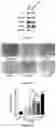 Fig. 03 - PREPARATION METHOD OF MESENCHYMAL STEM CELL-DERIVED EXOSOMES BASED ON DRUG PRETREATMENT