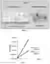 Fig. 05 - STEM CELL COMPOSITIONS AND METHODS OF PRODUCING STEM CELLS FOR THERAPEUTIC APPLICATIONS