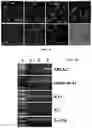 Fig. 07 - STEM CELL COMPOSITIONS AND METHODS OF PRODUCING STEM CELLS FOR THERAPEUTIC APPLICATIONS