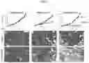 Fig. 04 - Ex-vivo culture system and methods of using same