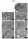 Fig. 05 - Ex-vivo culture system and methods of using same