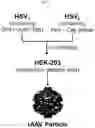 Fig. 02 - AAV production using suspension adapted cells