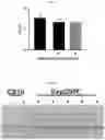 Fig. 20 - AAV production using suspension adapted cells