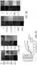 Fig. 11 - Mumps virus as a potential oncolytic agent