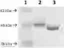 Fig. 01 - Nicotine degrading enzyme variants