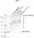 Fig. 08 - Nicotine degrading enzyme variants