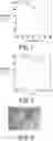 Fig. 04 - D-type amino acid dehydrogenase