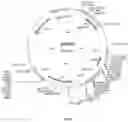 Fig. 07 - UDP-glycosyltransferases