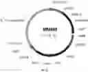 Fig. 14 - UDP-glycosyltransferases