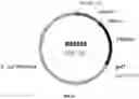 Fig. 15 - UDP-glycosyltransferases